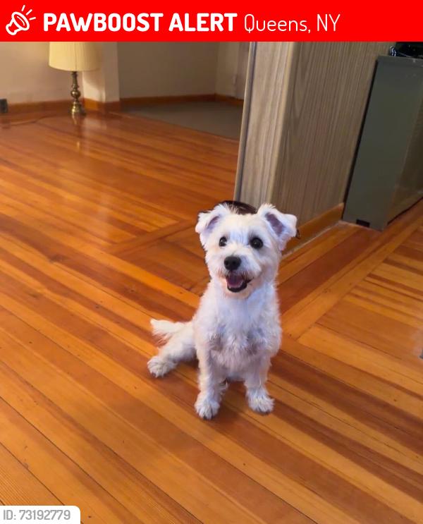 Lost Male Dog last seen All american, Queens, NY 11378