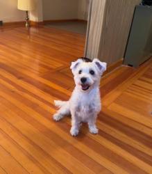 Lost Male Dog last seen All american, Queens, NY 11378