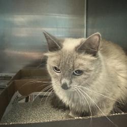 Shelter Stray Female Cat last seen , 800 Southwest Dr, Cheyenne, WY 82007, USA