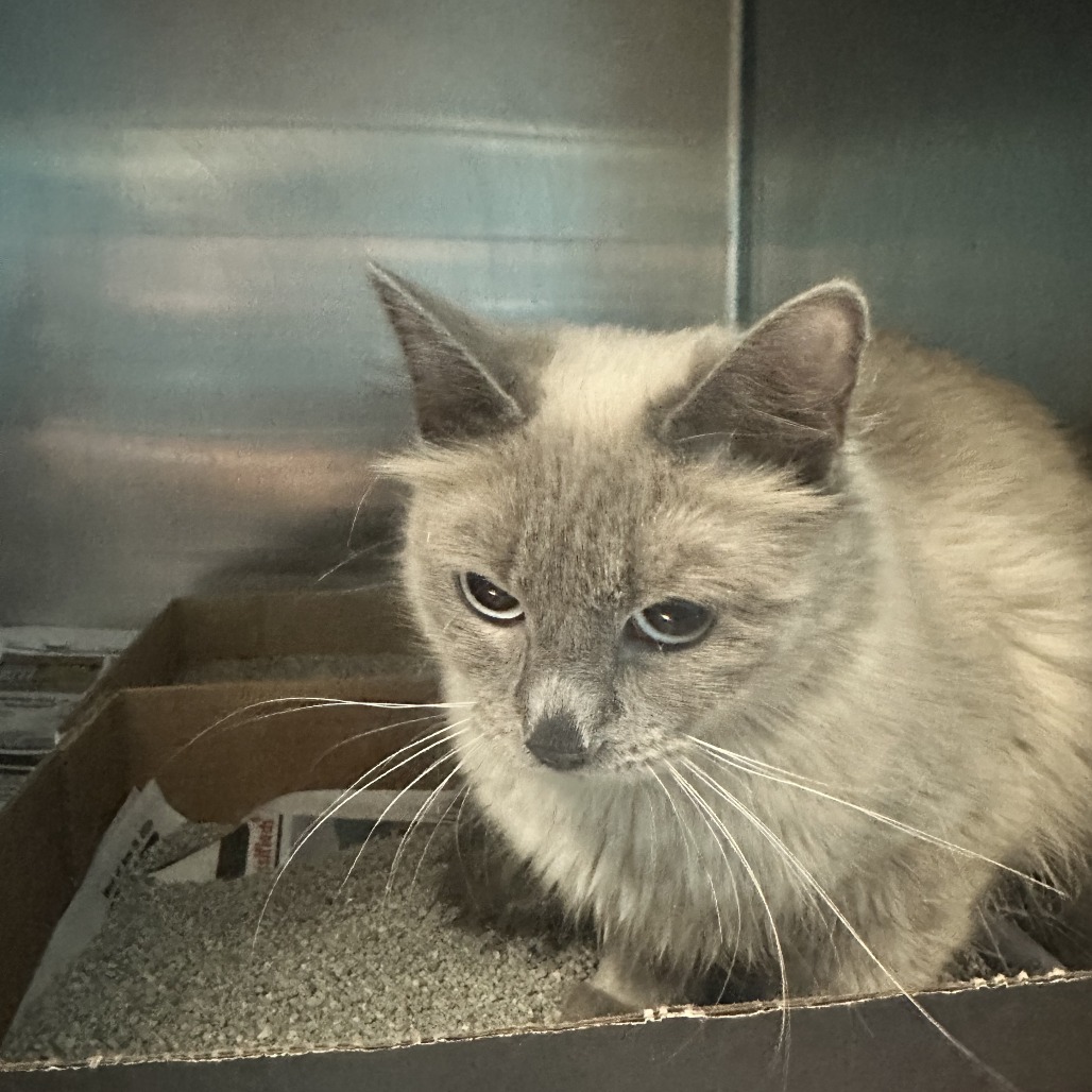 Shelter Stray Female Cat last seen , 800 Southwest Dr, Cheyenne, WY 82007, USA