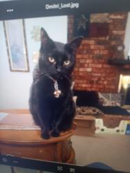 Lost Male Cat last seen Via alto, Mesquite, TX 75150