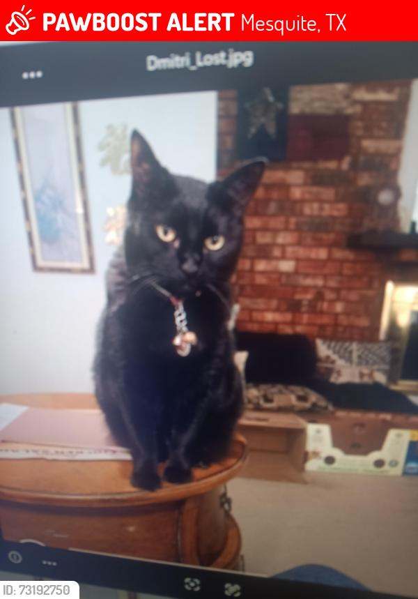 Lost Male Cat last seen Via alto, Mesquite, TX 75150