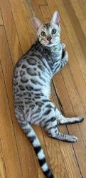 Reunited Male Cat last seen kenyon and fern, Hartford, CT 06105