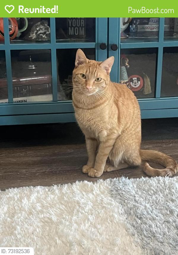 Reunited Male Cat last seen New Hampshire Ave and Ward Place, Washington, DC 20036