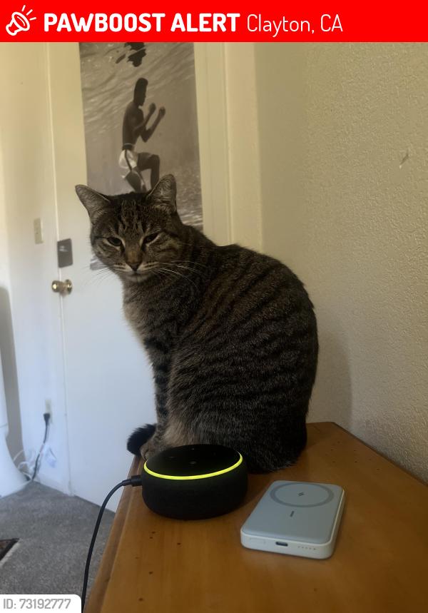 Lost Female Cat last seen Kirker pass rd, Clayton, CA 94517