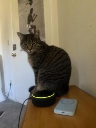 Lost Female Cat last seen Kirker pass rd, Clayton, CA 94517