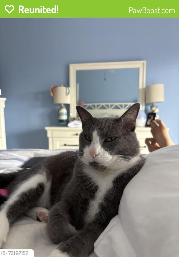 Reunited Male Cat last seen Near Ocean Oaks Dr, Indialantic, FL 32903, USA, Indialantic, FL 32903