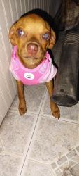 Found/Stray Female Dog last seen FM 1314 and Jim Stowe Rd, Conroe, TX 77302