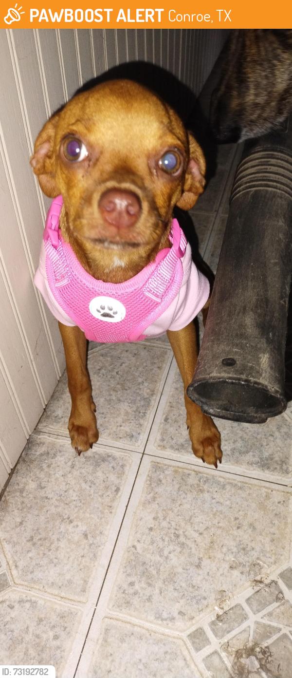 Found/Stray Female Dog last seen FM 1314 and Jim Stowe Rd, Conroe, TX 77302