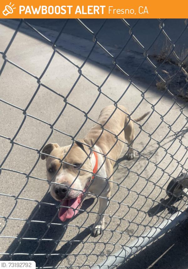 Found/Stray Unknown Dog last seen Malaga , chestnut, Fresno, CA 93725