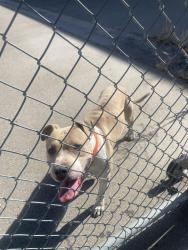 Found/Stray Unknown Dog last seen Malaga , chestnut, Fresno, CA 93725