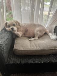 Reunited Female Dog last seen Monroe, Shandon, Holly, Columbia, SC 29205