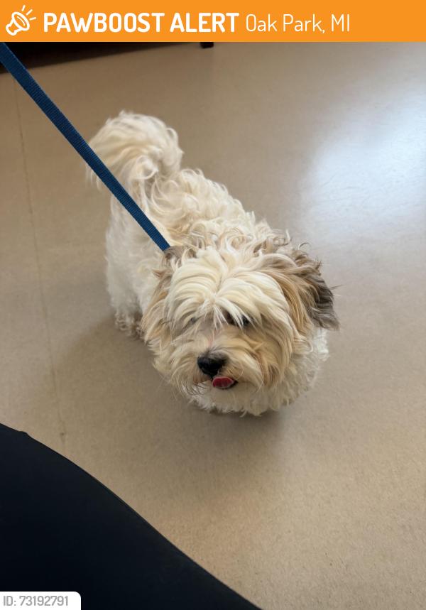 Found/Stray Male Dog last seen Oak park, Oak Park, MI 48237