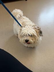 Found/Stray Male Dog last seen Oak park, Oak Park, MI 48237
