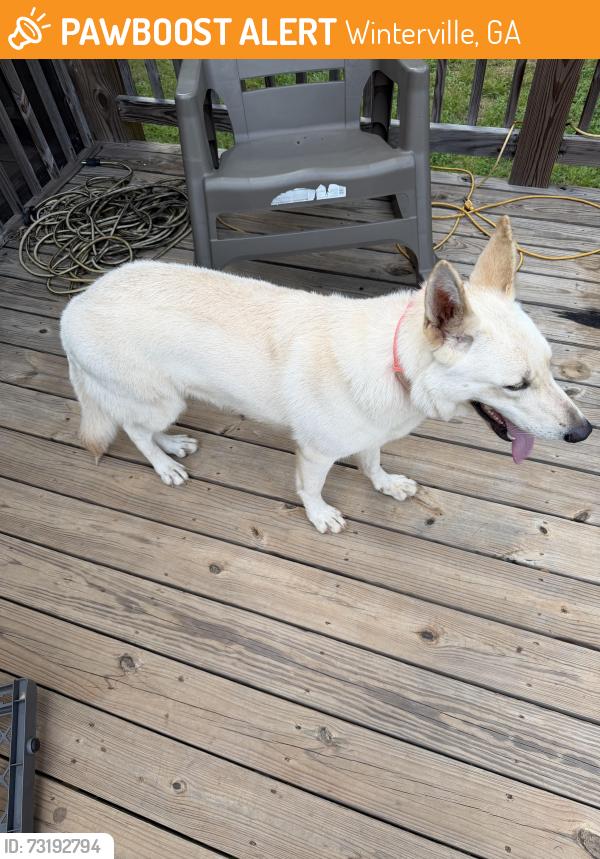 Found/Stray Female Dog last seen Lexington hwy and Robert Hardeman Rd, Winterville, GA 30683