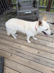Found/Stray Female Dog last seen Lexington hwy and Robert Hardeman Rd, Winterville, GA 30683