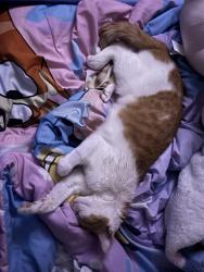Reunited Female Cat last seen Near William Way SE. Cleveland, TN 37323, Cleveland, TN 37323