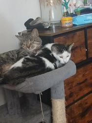 Lost Female Cat last seen Ran towards Moore hses, The Bronx, NY 10455