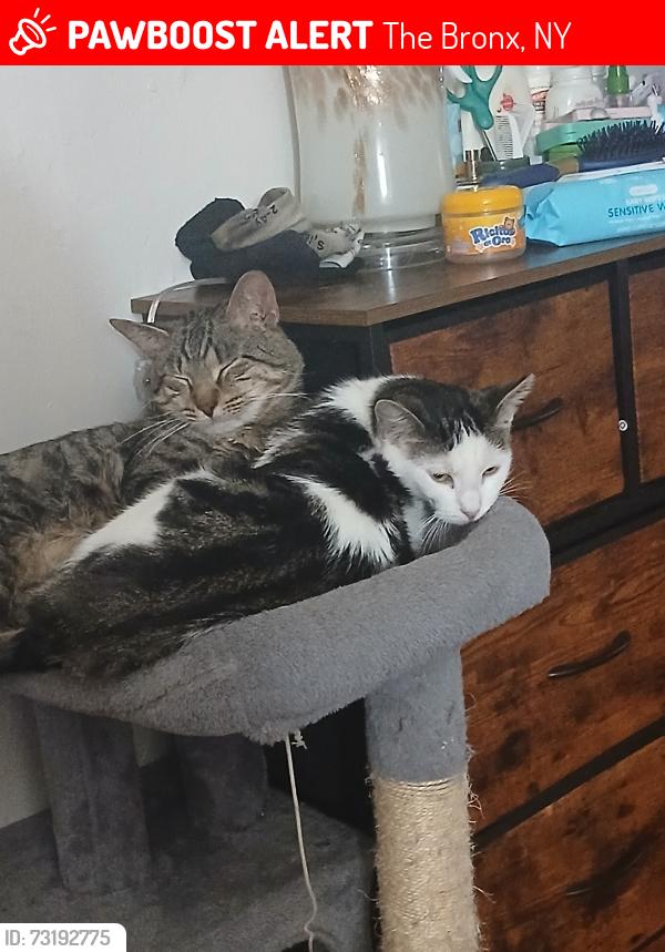Lost Female Cat last seen Ran towards Moore hses, The Bronx, NY 10455