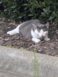 Found/Stray Unknown Cat last seen red robin, Cary, NC 27511