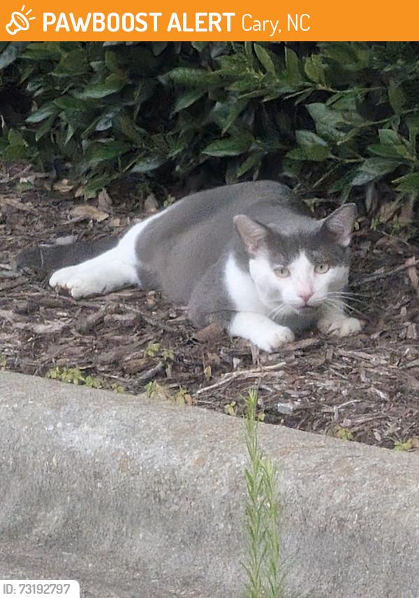 Found/Stray Unknown Cat last seen red robin, Cary, NC 27511