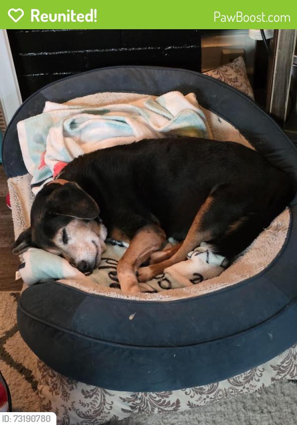 Reunited Male Dog last seen 4th and Markison, Columbus, OH 43207