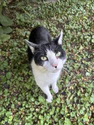 Found/Stray Unknown Cat last seen Fair elementary school, Minneapolis, MN 55422