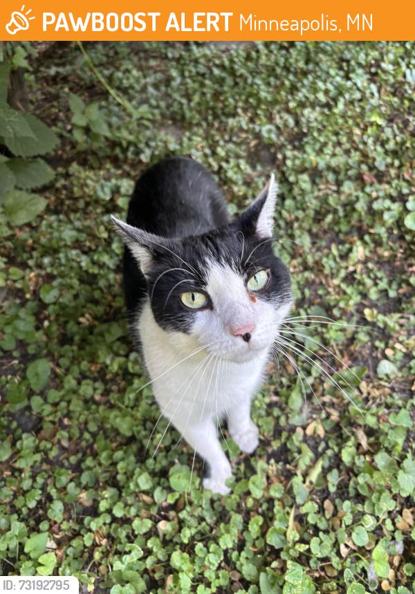 Found/Stray Unknown Cat last seen Fair elementary school, Minneapolis, MN 55422