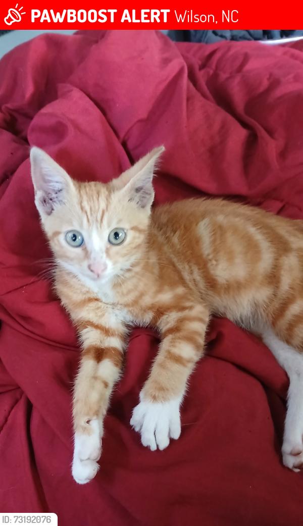 Lost Male Cat last seen Near Goldsboro St. S, Wilson, NC 27893