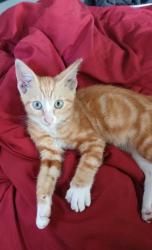 Lost Male Cat last seen Near Goldsboro St. S, Wilson, NC 27893