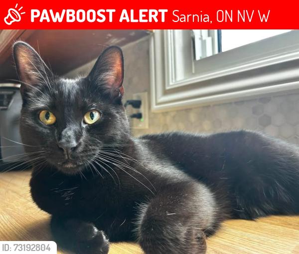 Lost Male Cat last seen Michigan, Sarnia, ON N7V 3W1