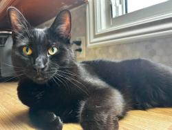 Lost Male Cat last seen Michigan, Sarnia, ON N7V 3W1