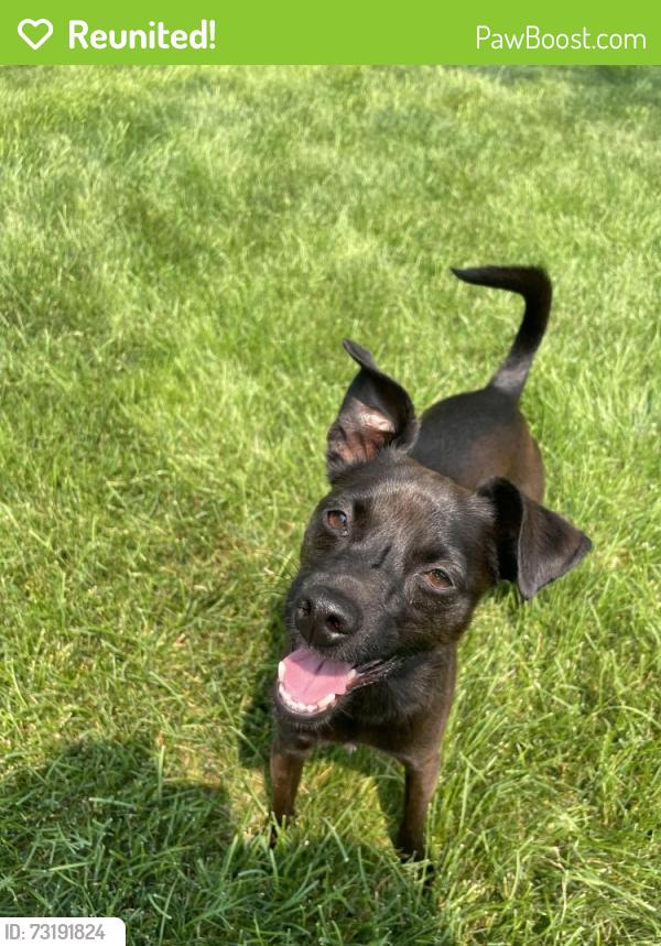 Reunited Female Dog last seen Ustick & Cloverdale, Boise, ID 83713