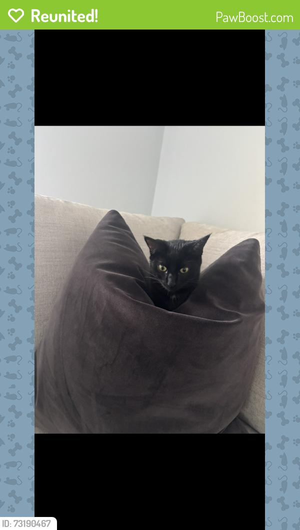Reunited Female Cat last seen Forest hill, Lake Worth Beach, FL 33461