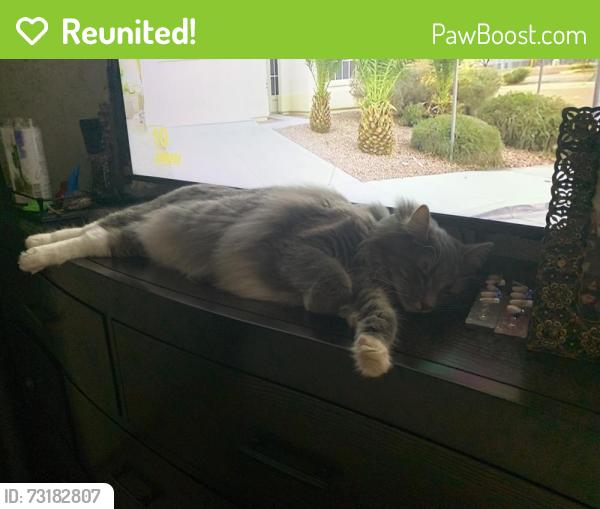 Reunited Female Cat last seen Bundy Canyon Road, Wildomar, CA 92595