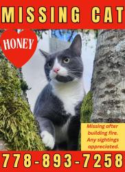 Lost Female Cat last seen Near 4th Ave, New Westminster, BC V3M 1S8
