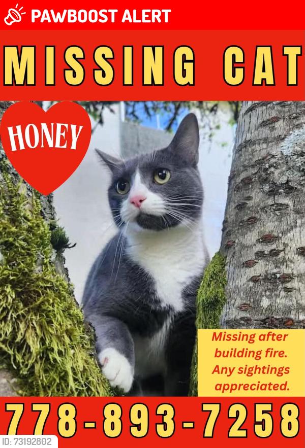 Lost Female Cat last seen Near 4th Ave, New Westminster, BC V3M 1S8