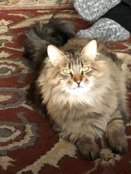 Reunited Male Cat last seen Chesterfield & 23rd Street, North Vancouver, BC V7M 3M4