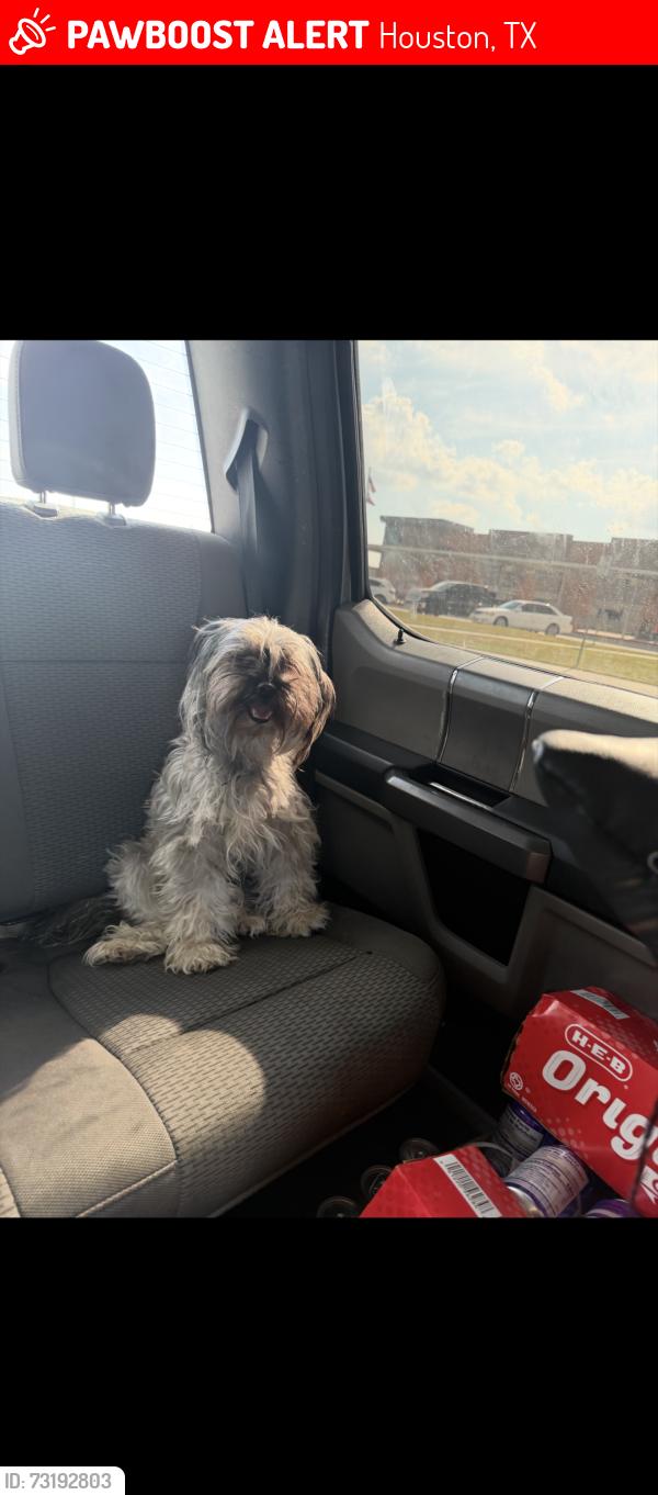 Found/Stray Female Dog last seen Near meadow heights dr, Houston, TX 77095