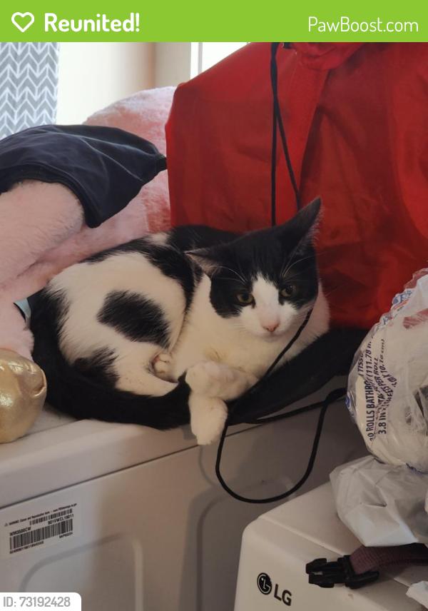 Reunited Male Cat last seen Iris and Sunflower Path on Ottarnic Pond, Hudson, NH 03051