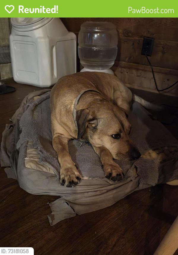 Reunited Female Dog last seen Aquilla Rd, Johnston County, NC 27504
