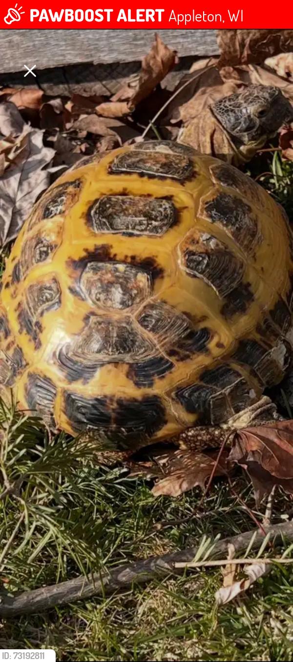 Lost Female Reptile last seen Glendale Ave and Ballard Road Appleton, Appleton, WI 54911