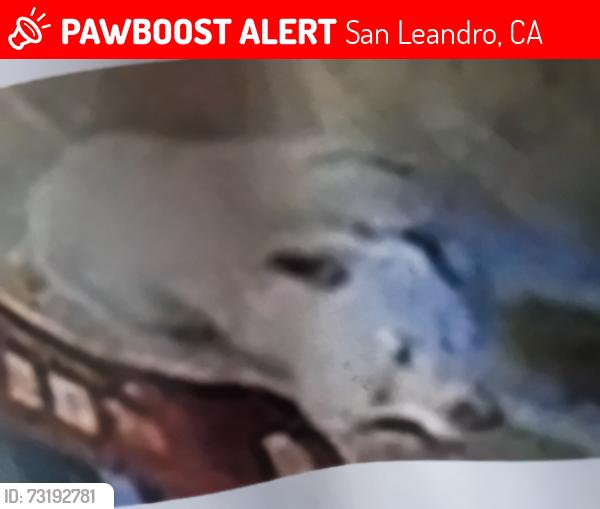 Lost Male Dog last seen West134 th and menlo, San Leandro, CA 94577
