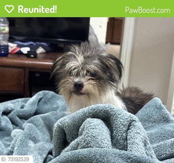 Reunited Female Dog last seen Inwood and Brookview, Arlington, TX 76010