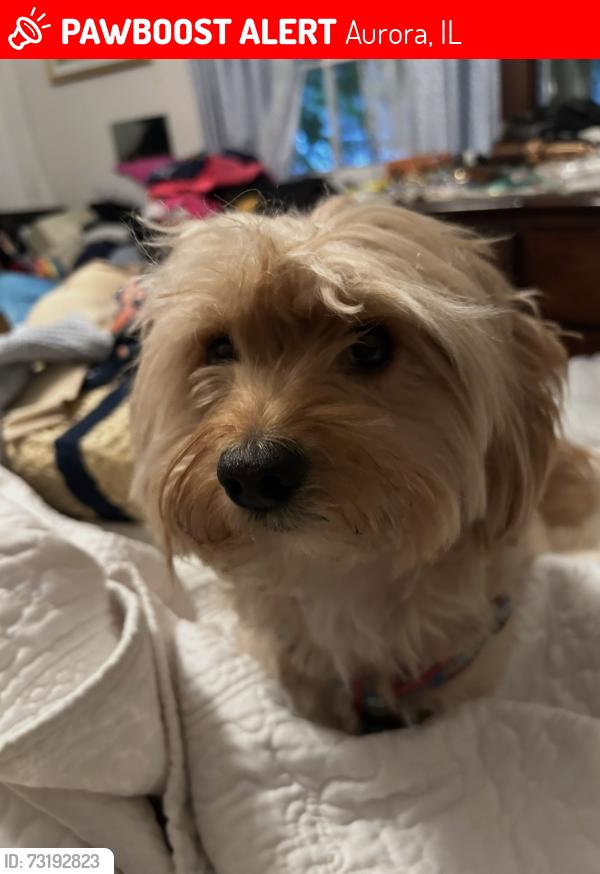 Lost Male Dog last seen LeGrande and Kensington, Aurora, IL 60506