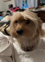 Lost Male Dog last seen LeGrande and Kensington, Aurora, IL 60506