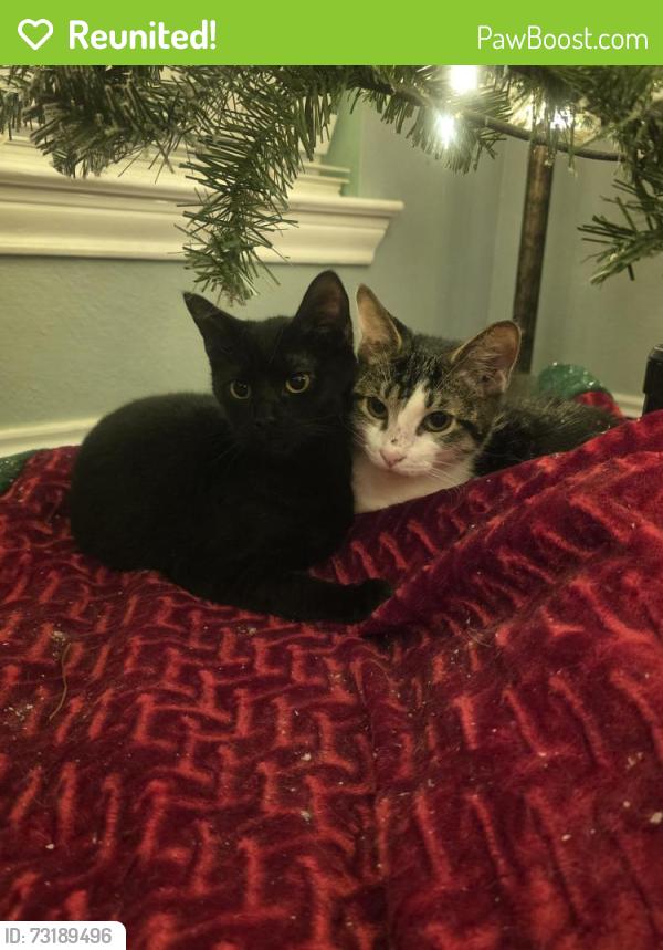 Reunited Male Cat last seen Pleasant Valley and Firewheel Parkway, Garland, TX 75040