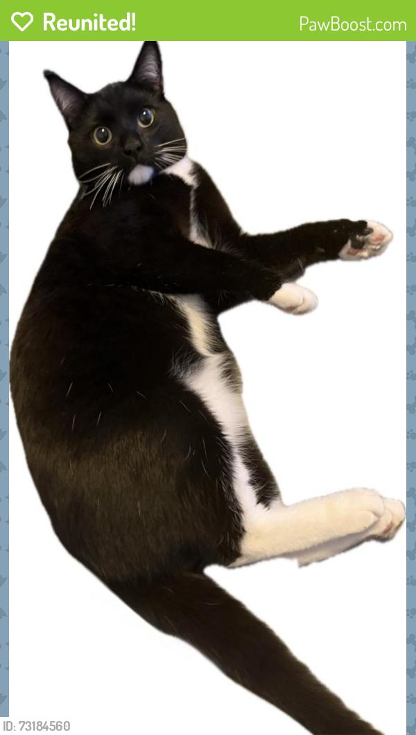 Reunited Male Cat last seen NE 79th Ave & NE Siskiyou St, Portland, OR 97213