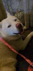 Reunited Male Dog last seen Lakeshore by the columns close to Grand lake theater, Oakland, CA 94610