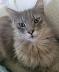 Lost Male Cat last seen Clements Road, Conway, AR 72032